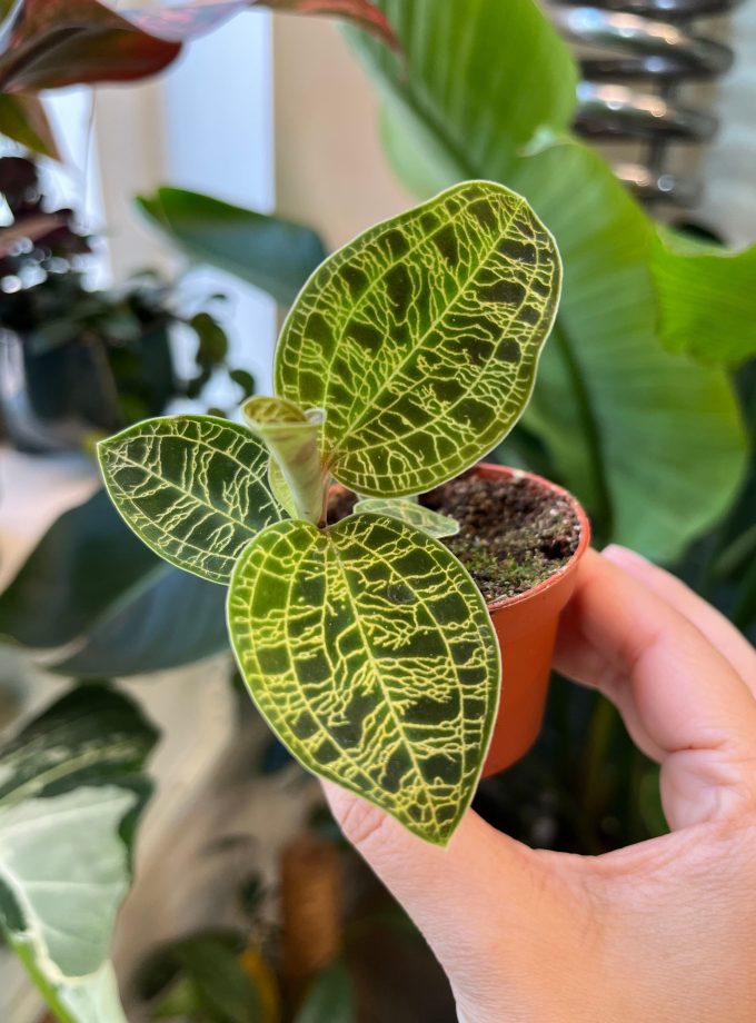 Macodes Petola jewel orchid
