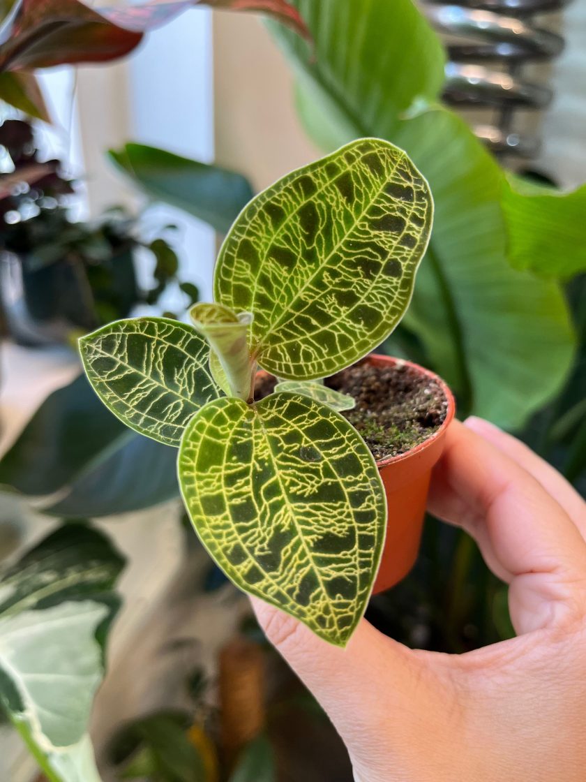 Macodes Petola jewel orchid