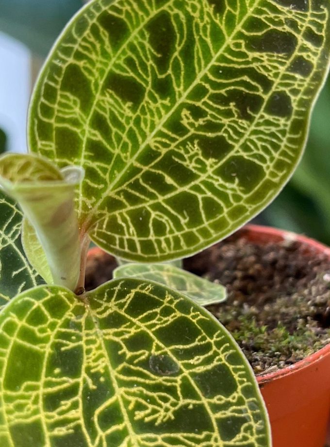 Macodes Petola jewel orchid