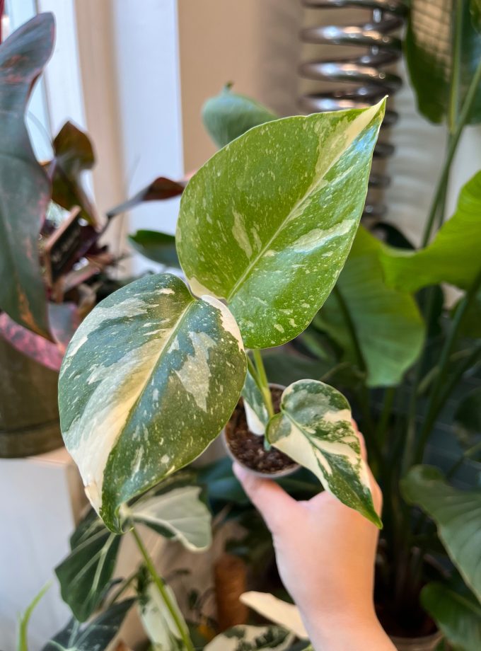 Monstera Thai Constellation