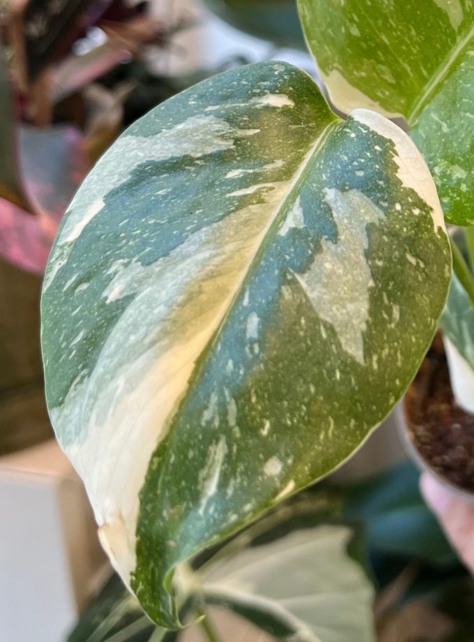 Monstera Thai Constellation