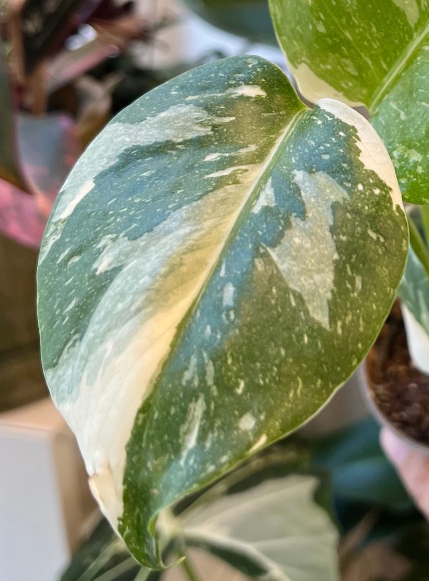 Monstera Thai Constellation