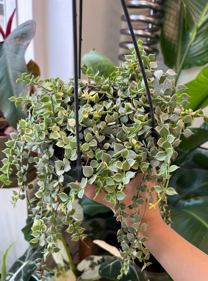 Dischidia Ruscifolia Variegata