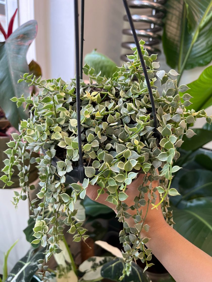 Dischidia Ruscifolia Variegata