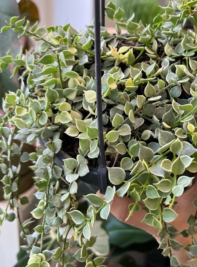 Dischidia Ruscifolia Variegata