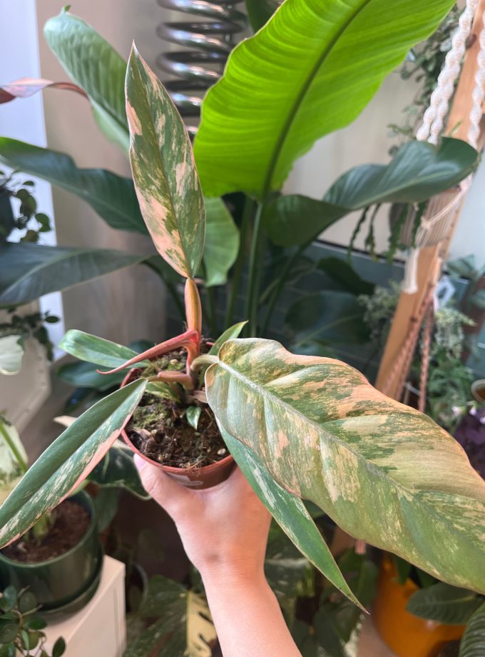 Philodendron Caramel Marble