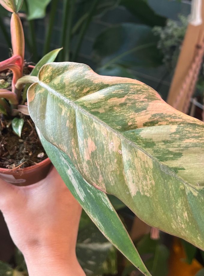 Philodendron Caramel Marble