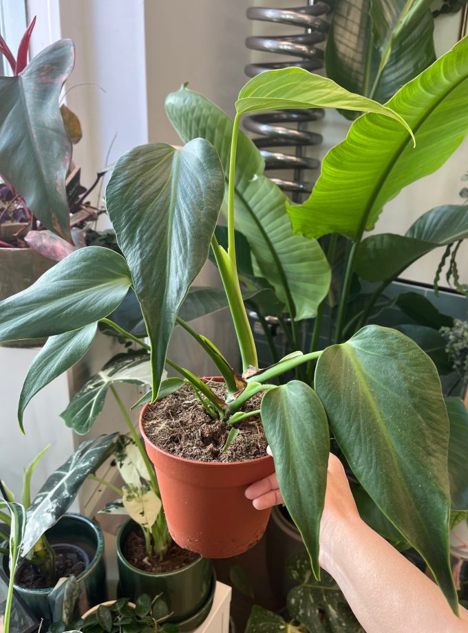 Monstera Burle Marx Flame