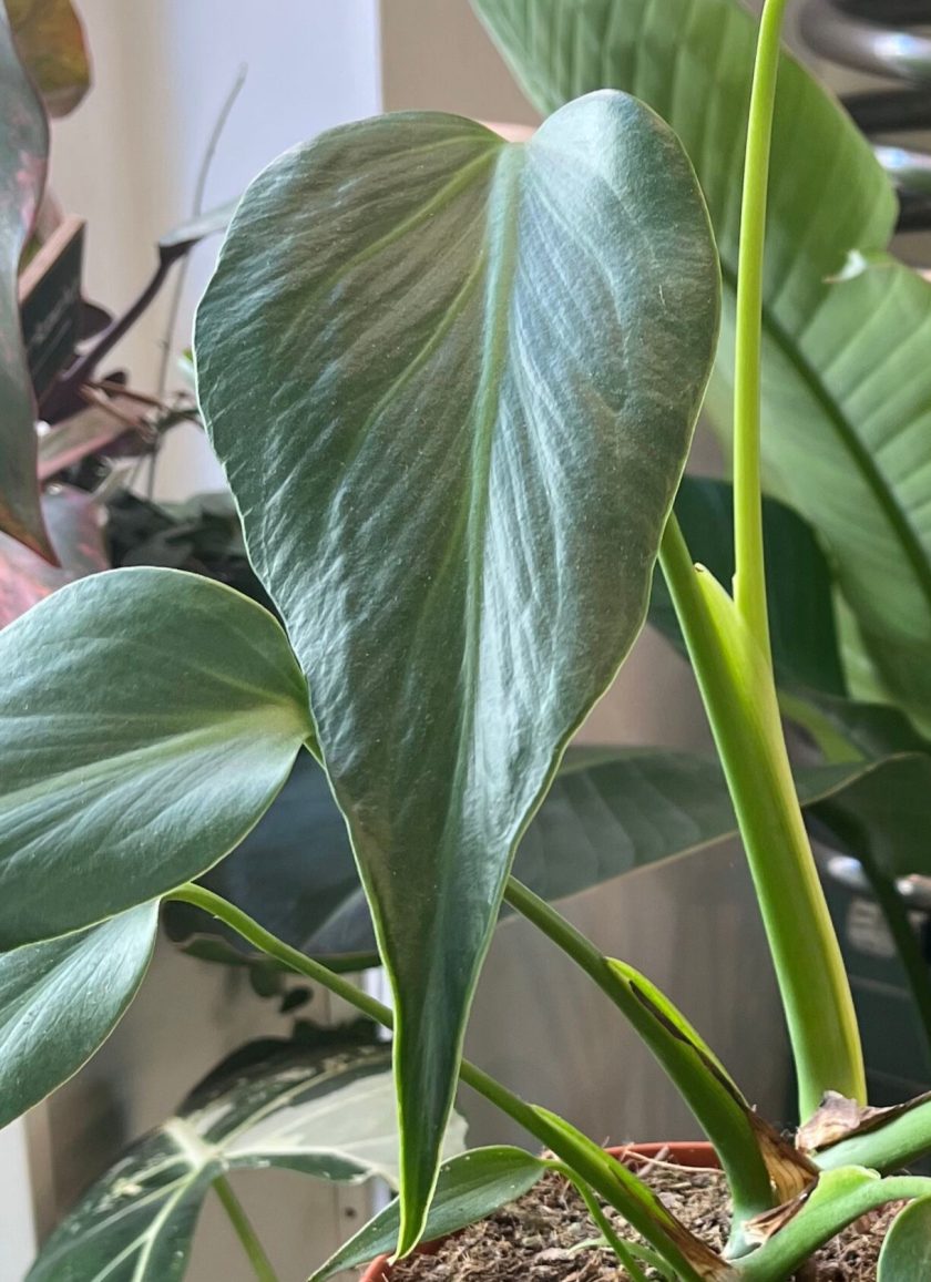 Monstera Burle Marx Flame