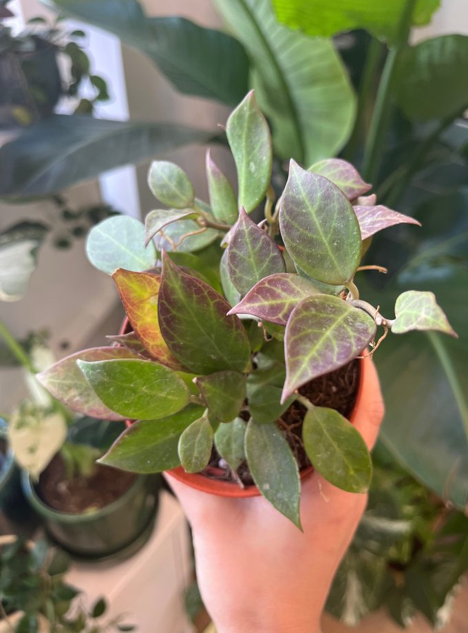 Hoya Sunrise