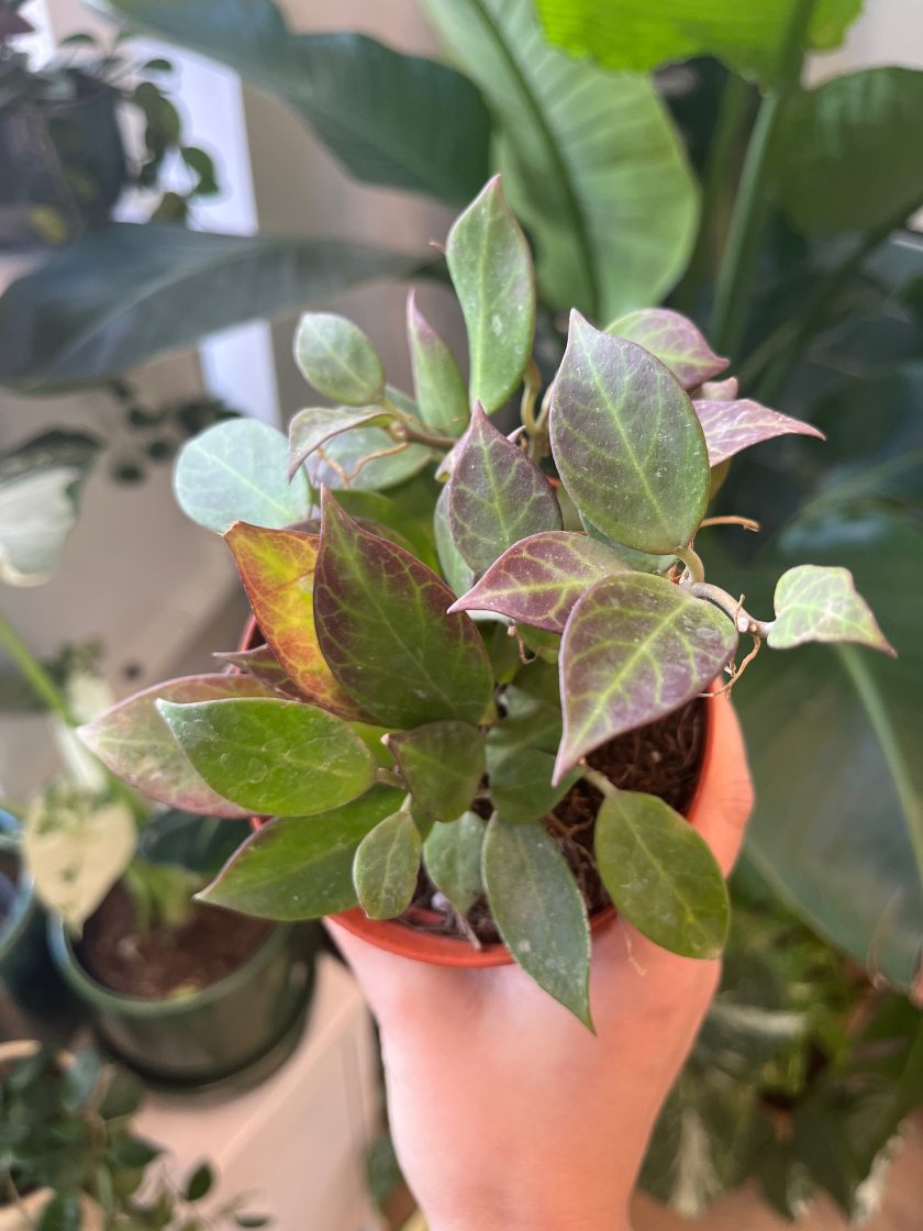 Hoya Sunrise
