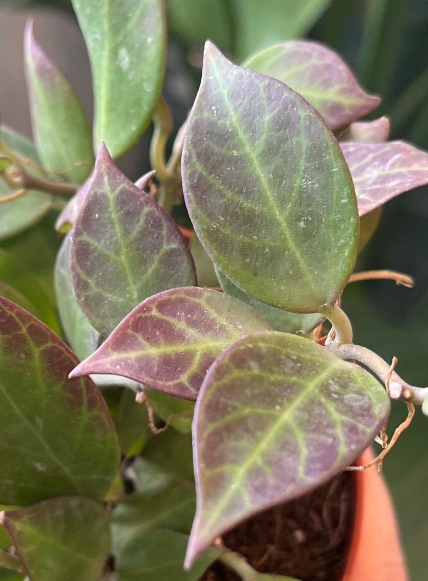Hoya Sunrise