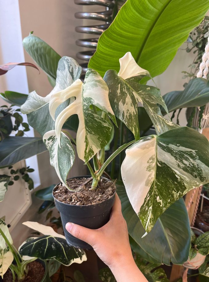 Monstera Albo Variegata