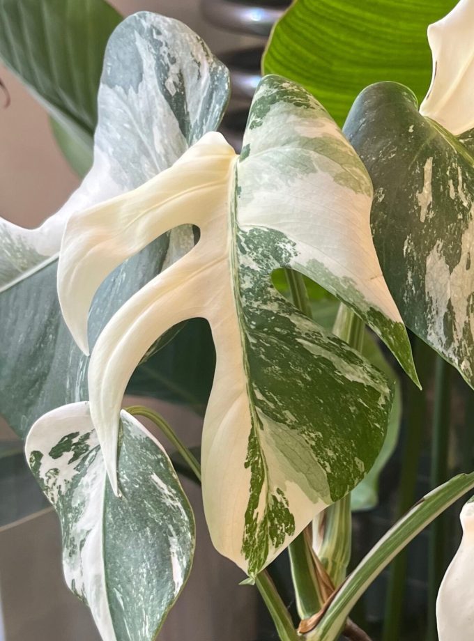 Monstera Albo Variegata