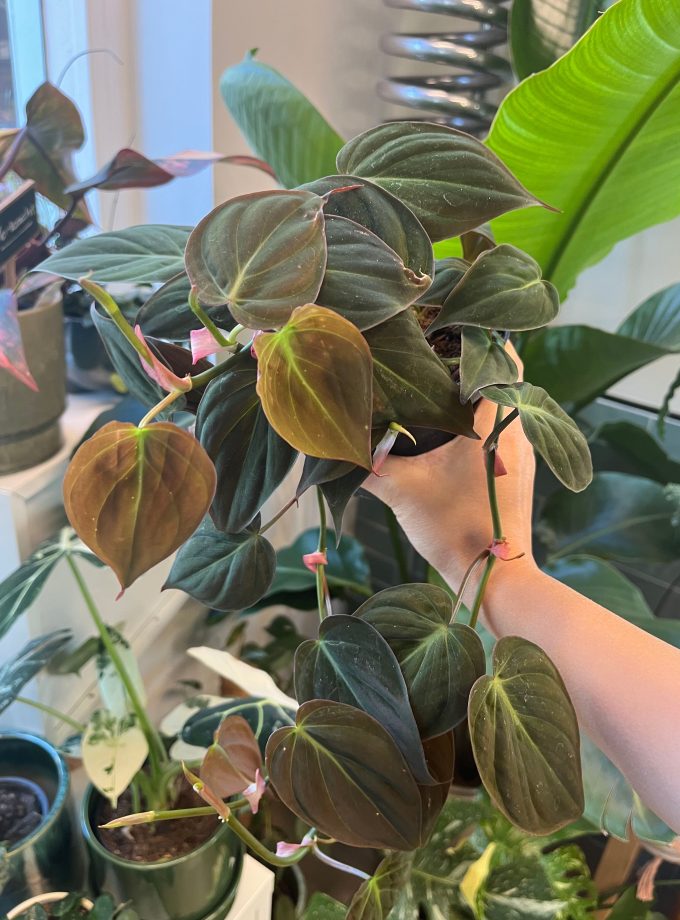 Philodendron Micans
