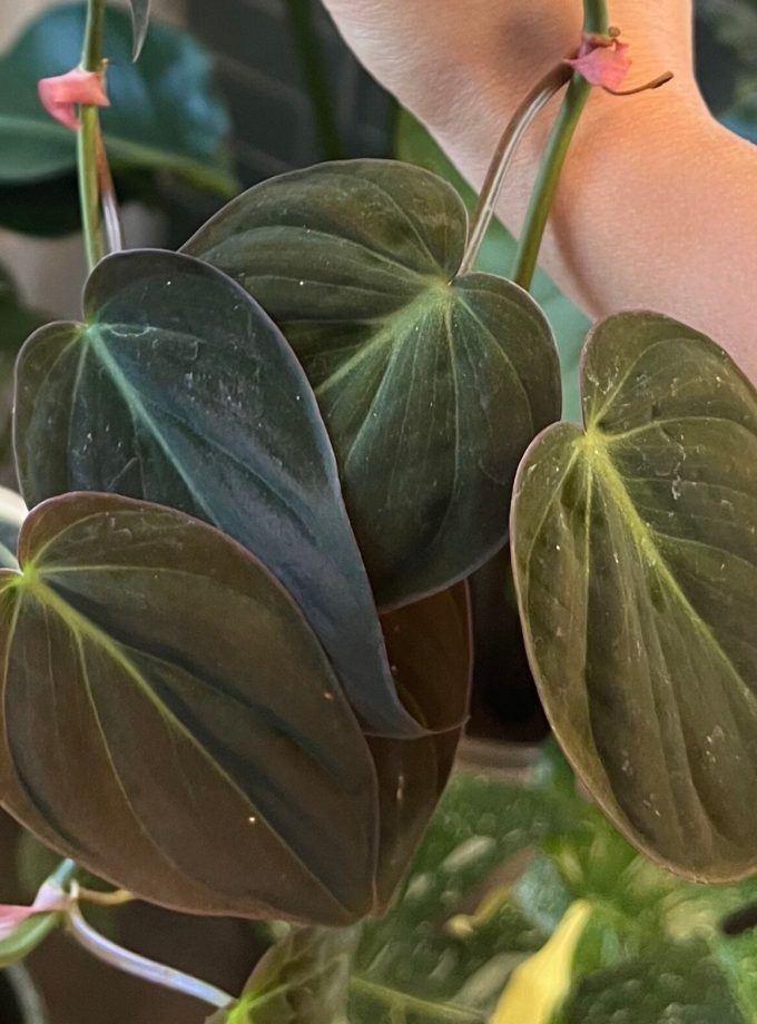 Philodendron Micans