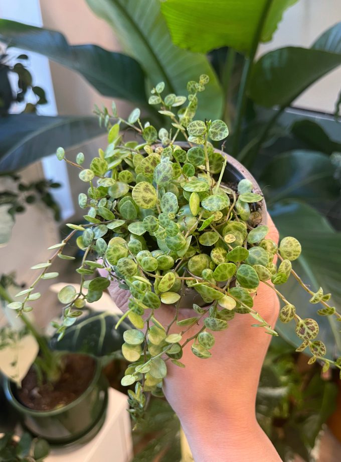 Peperomia Prostrata