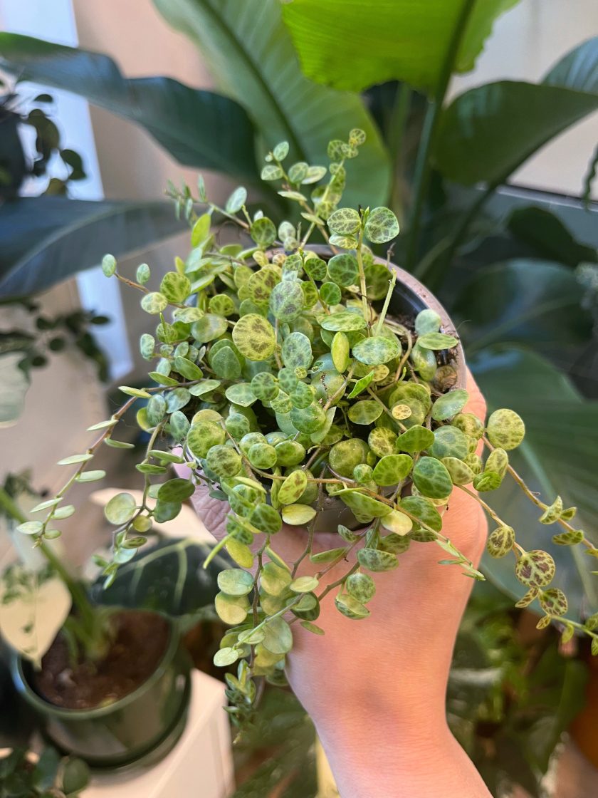 Peperomia Prostrata