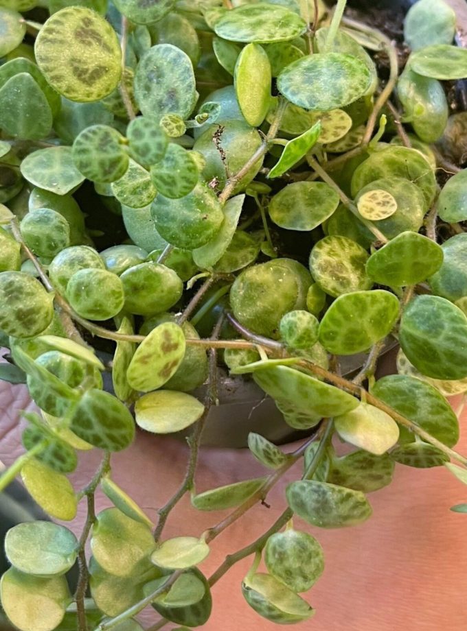 Peperomia Prostrata