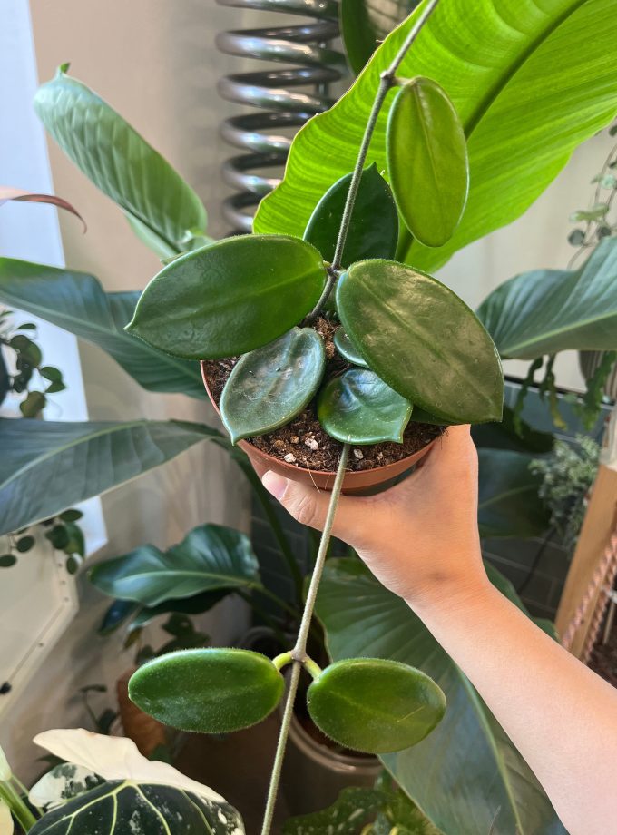 hoya vangviengiensis