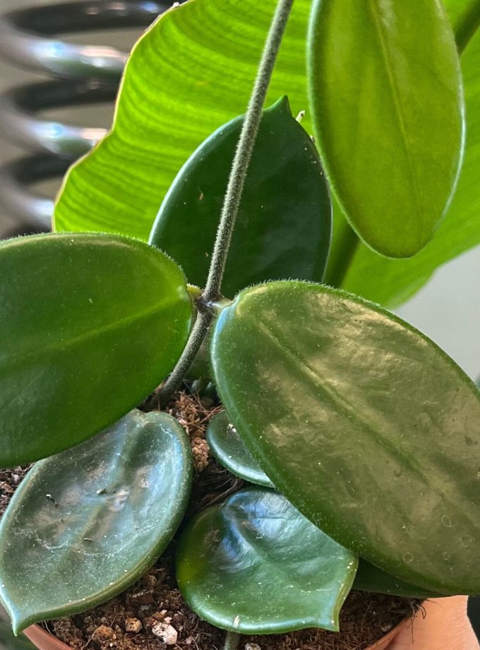 Hoya Vangviengiensis
