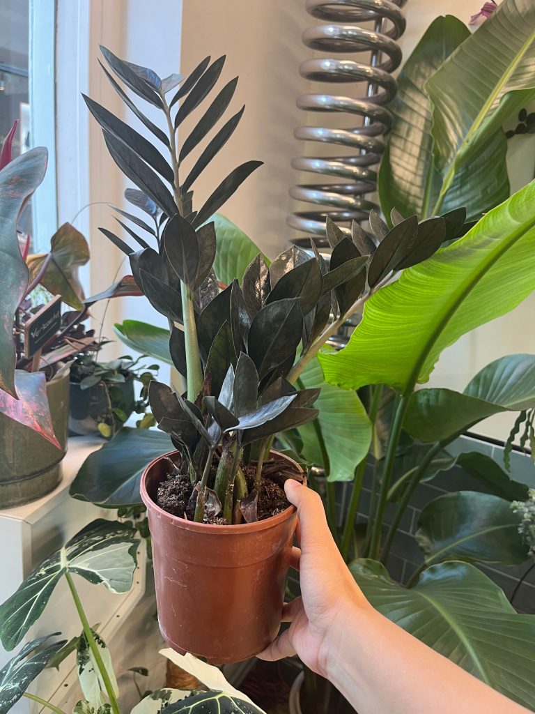 Zamioculcas Zamiifolia Raven