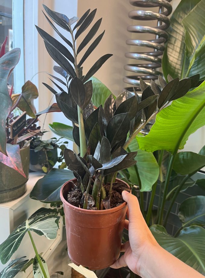 Zamioculcas Zamiifolia Raven