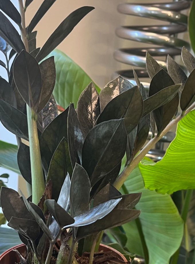 Zamioculcas Zamiifolia Raven