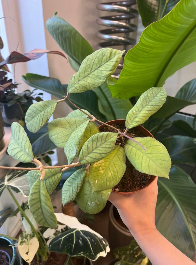 Hoya Sabah