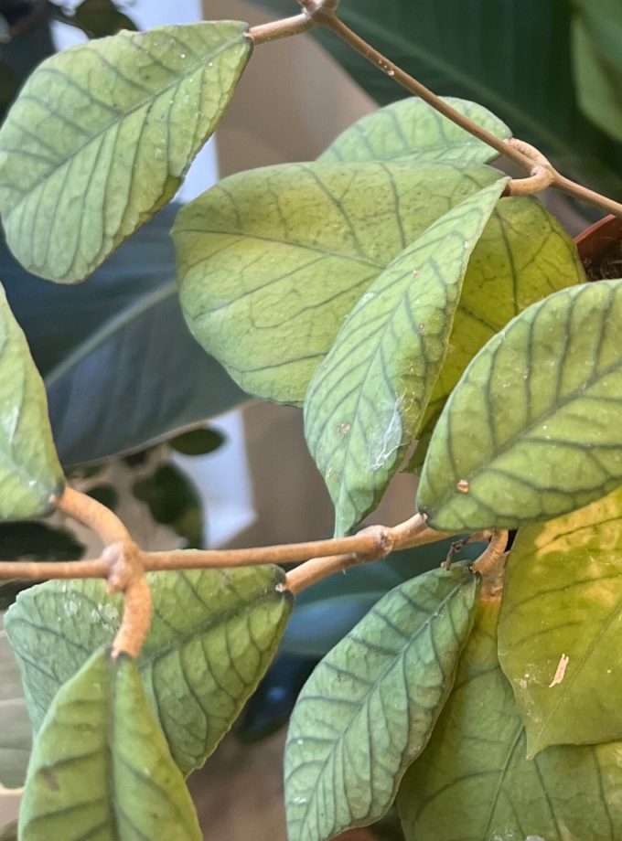Hoya Sabah