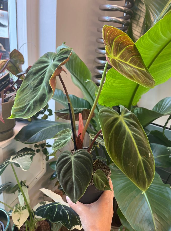 Philodendron El Choco Red
