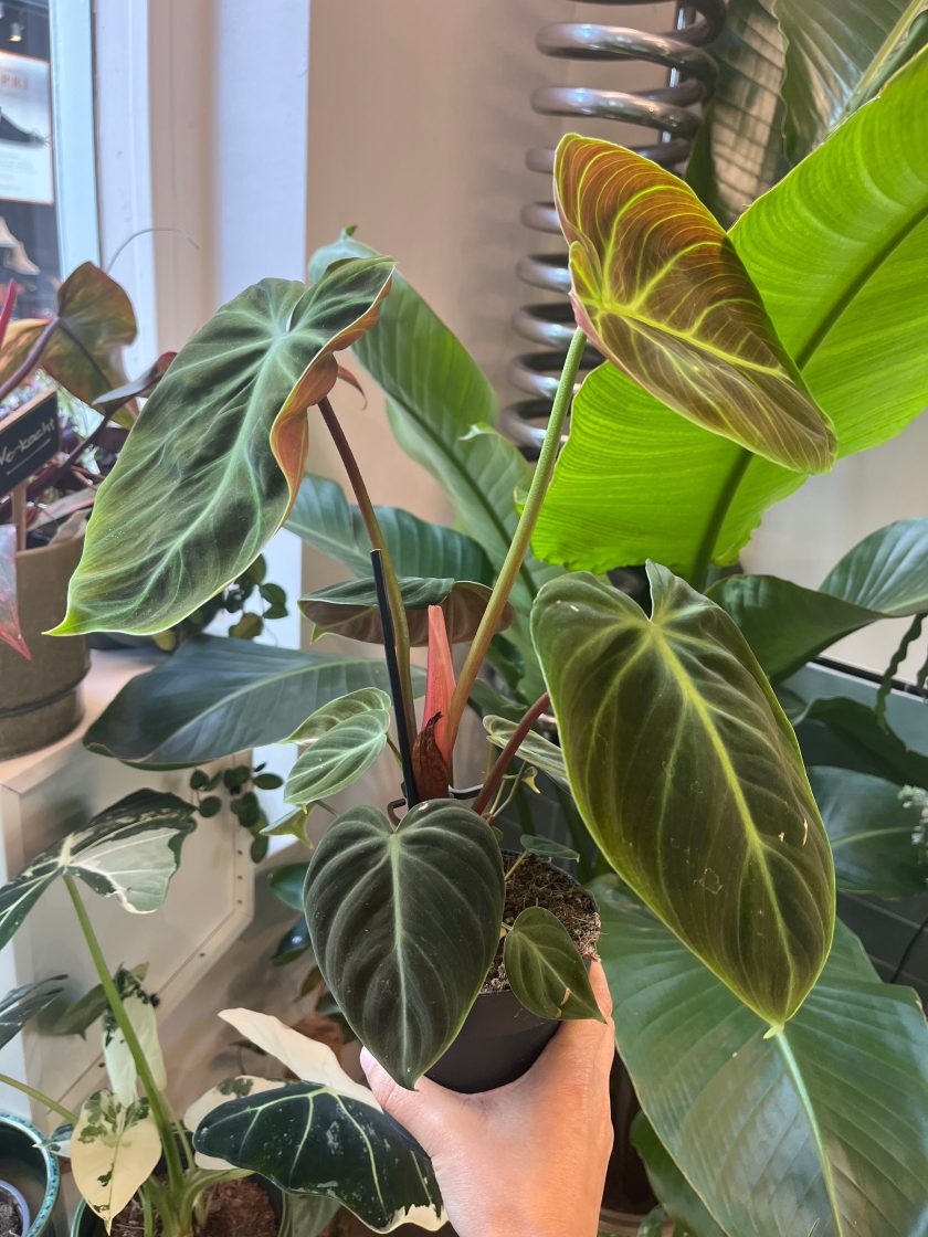 Philodendron El Choco Red
