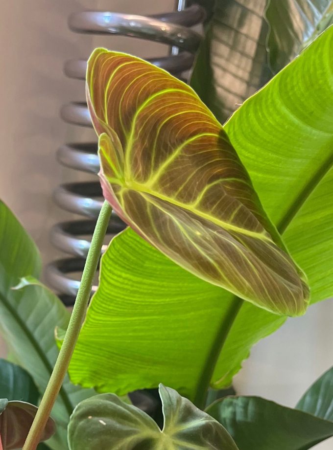 Philodendron El Choco Red