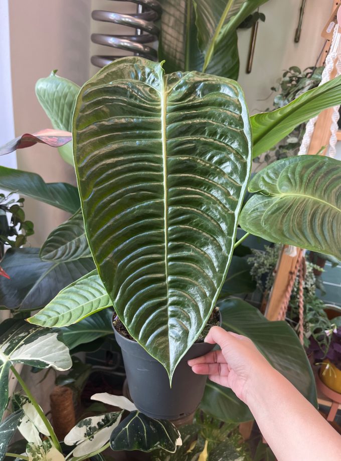 Anthurium Veitchii