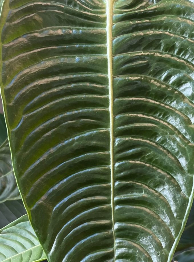 Anthurium Veitchii