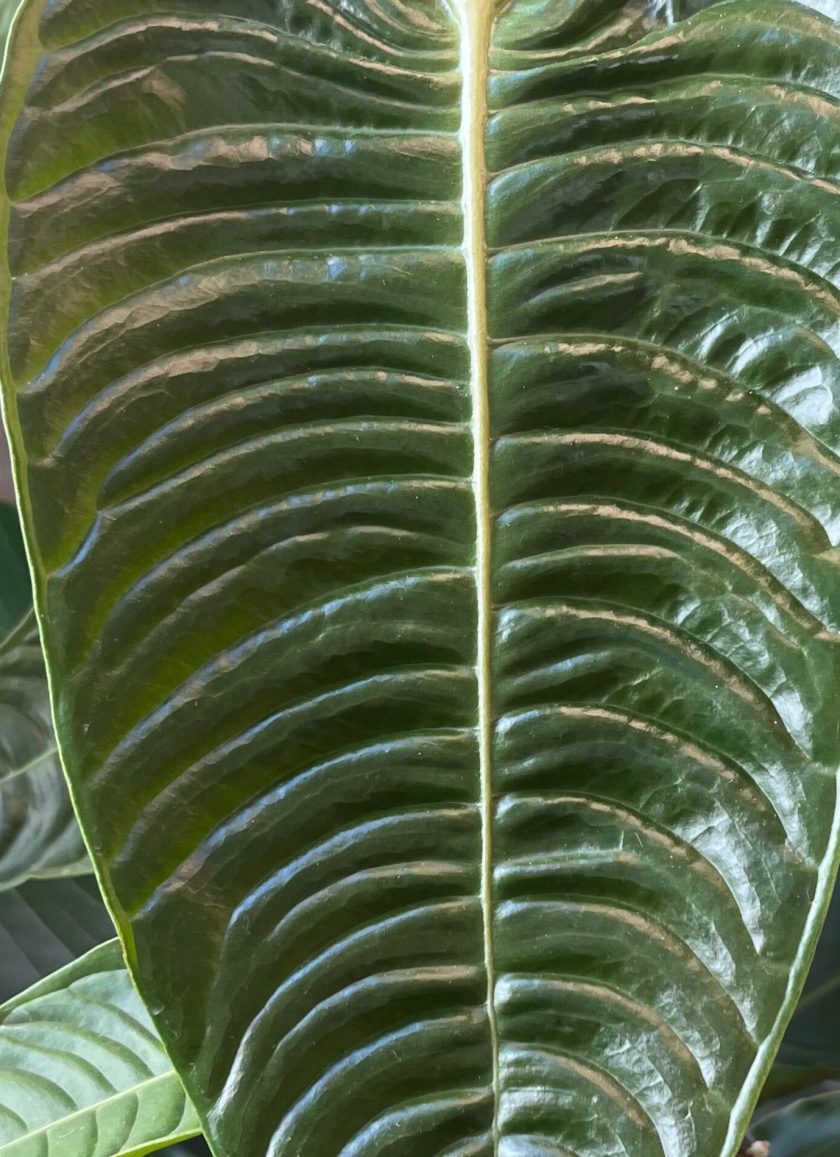 Anthurium Veitchii