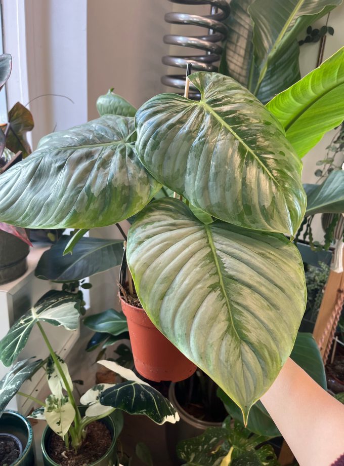 Philodendron Sodiroi