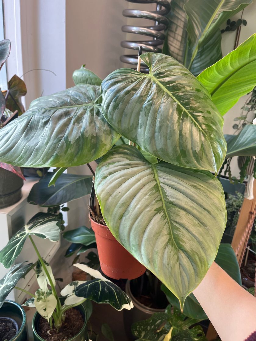 Philodendron Sodiroi