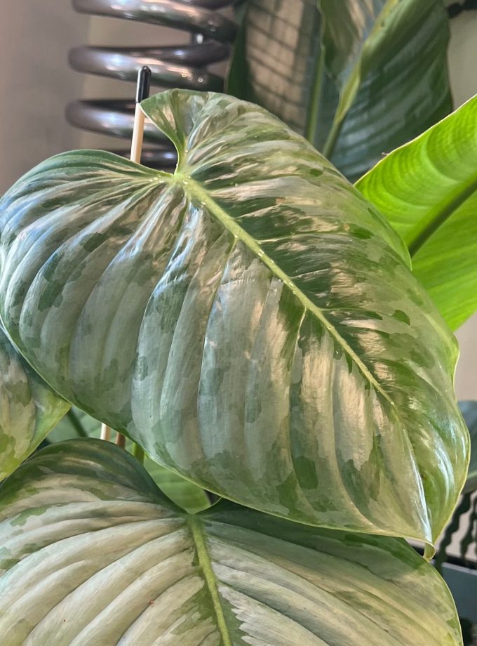 Philodendron Sodiroi
