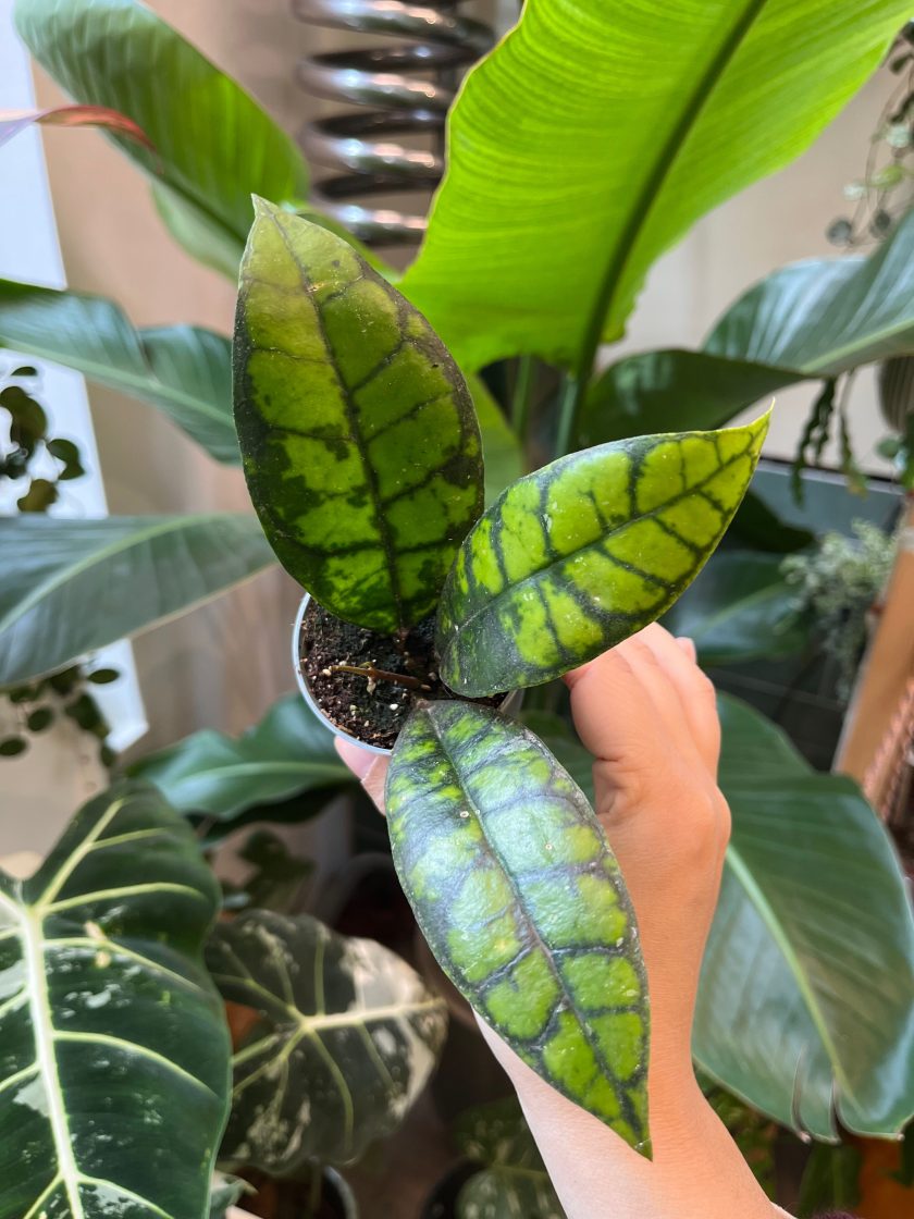 Hoya Callistophylla