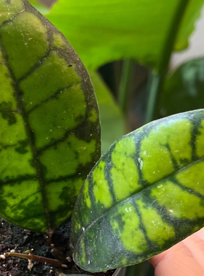 Hoya Callistophylla