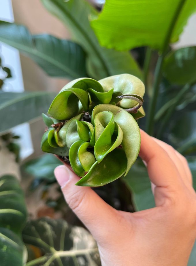 Hoya Compacta