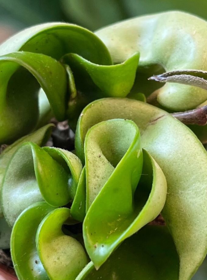 Hoya Compacta