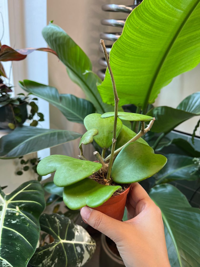 Hoya Kerrii
