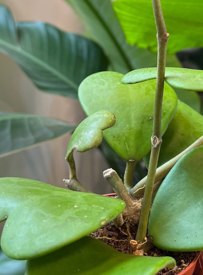Hoya Kerrii