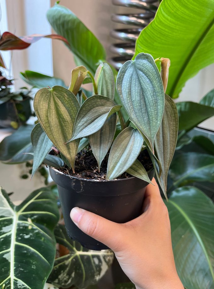 philodendron burle marx fantasy