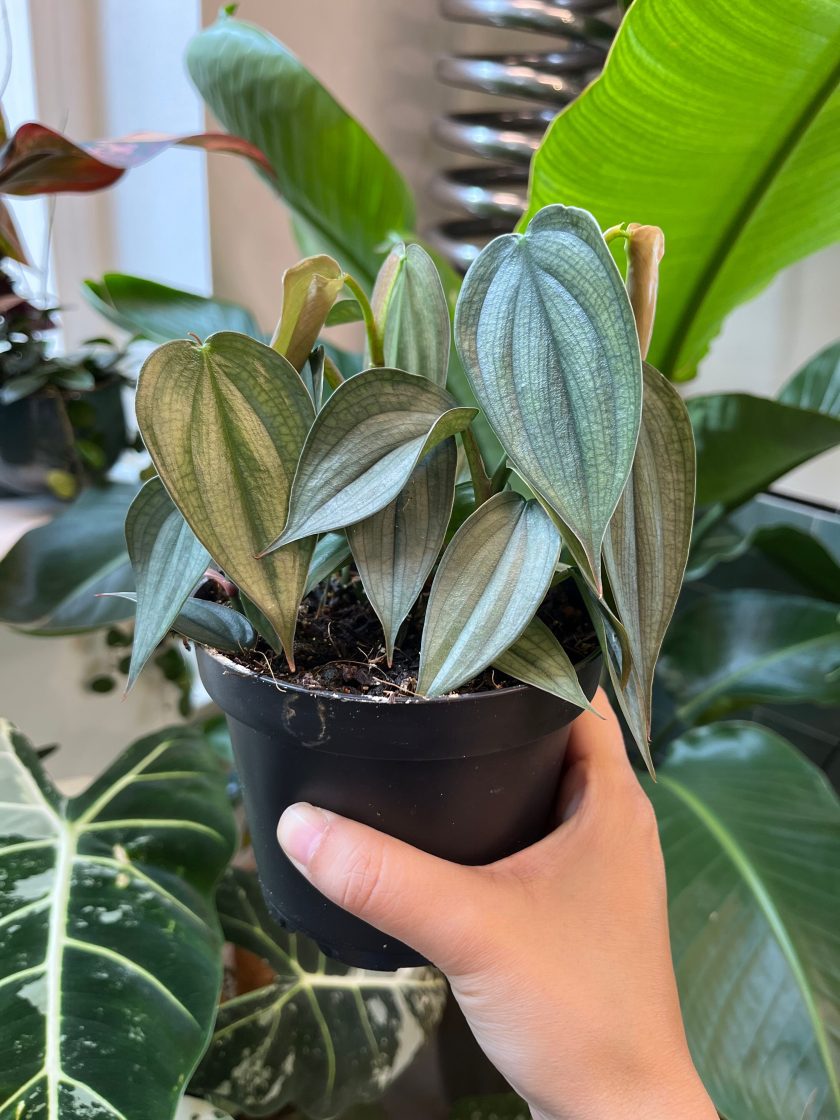 philodendron burle marx fantasy