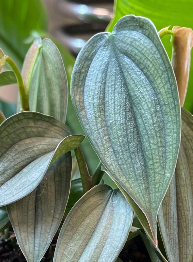 philodendron burle marx fantasy