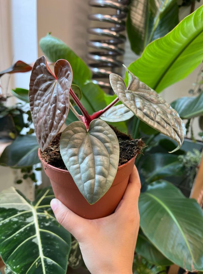 Anthurium Luxurians