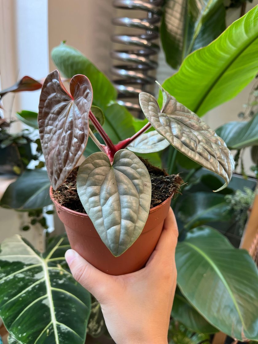 Anthurium Luxurians